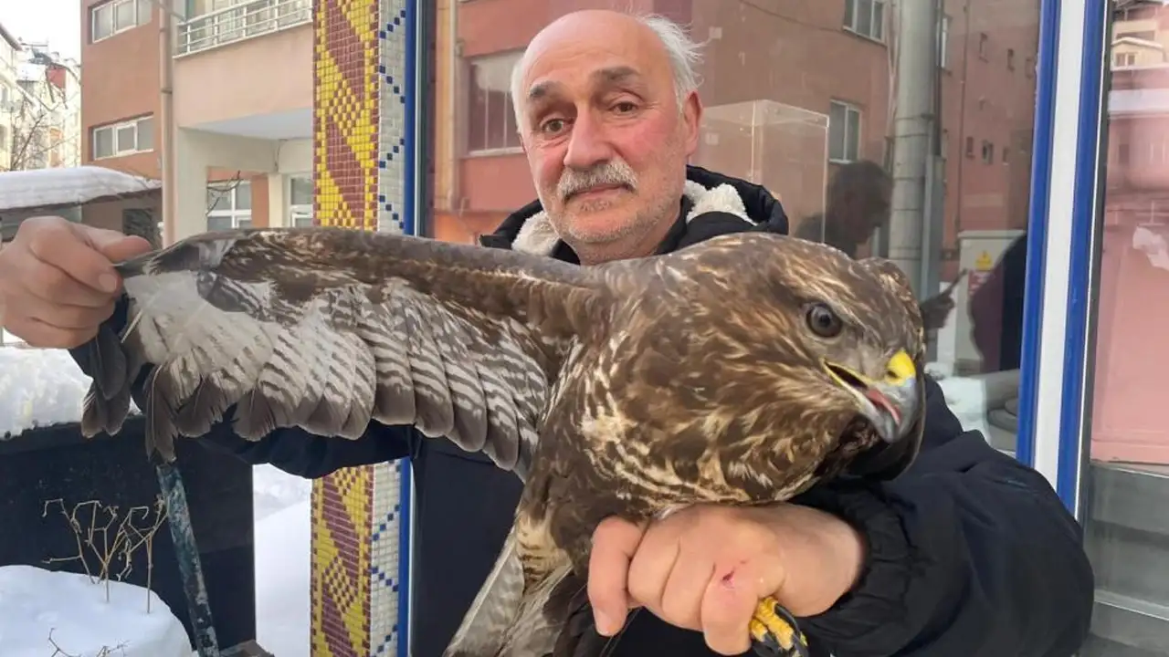 Ordu’da yaralı bulunan boz şahin tedavi altına alındı: Doğaya salınacak