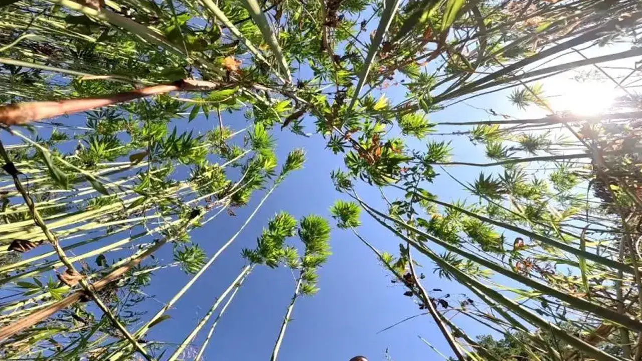 Samsun’dan kenevir üretiminde son tarih uyarısı: başvurular 1 Nisan’da sona eriyor