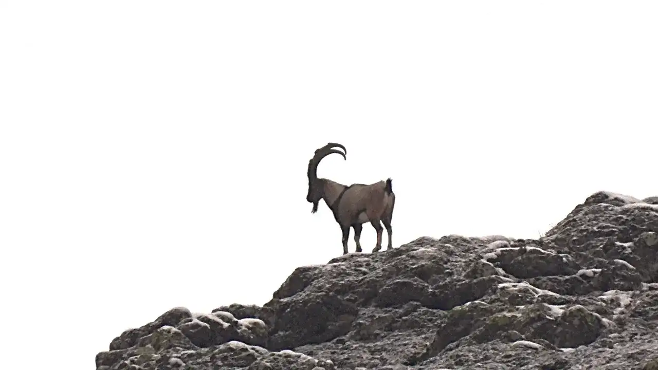 Giresun’da yaban keçisi envanter çalışması tamamlandı