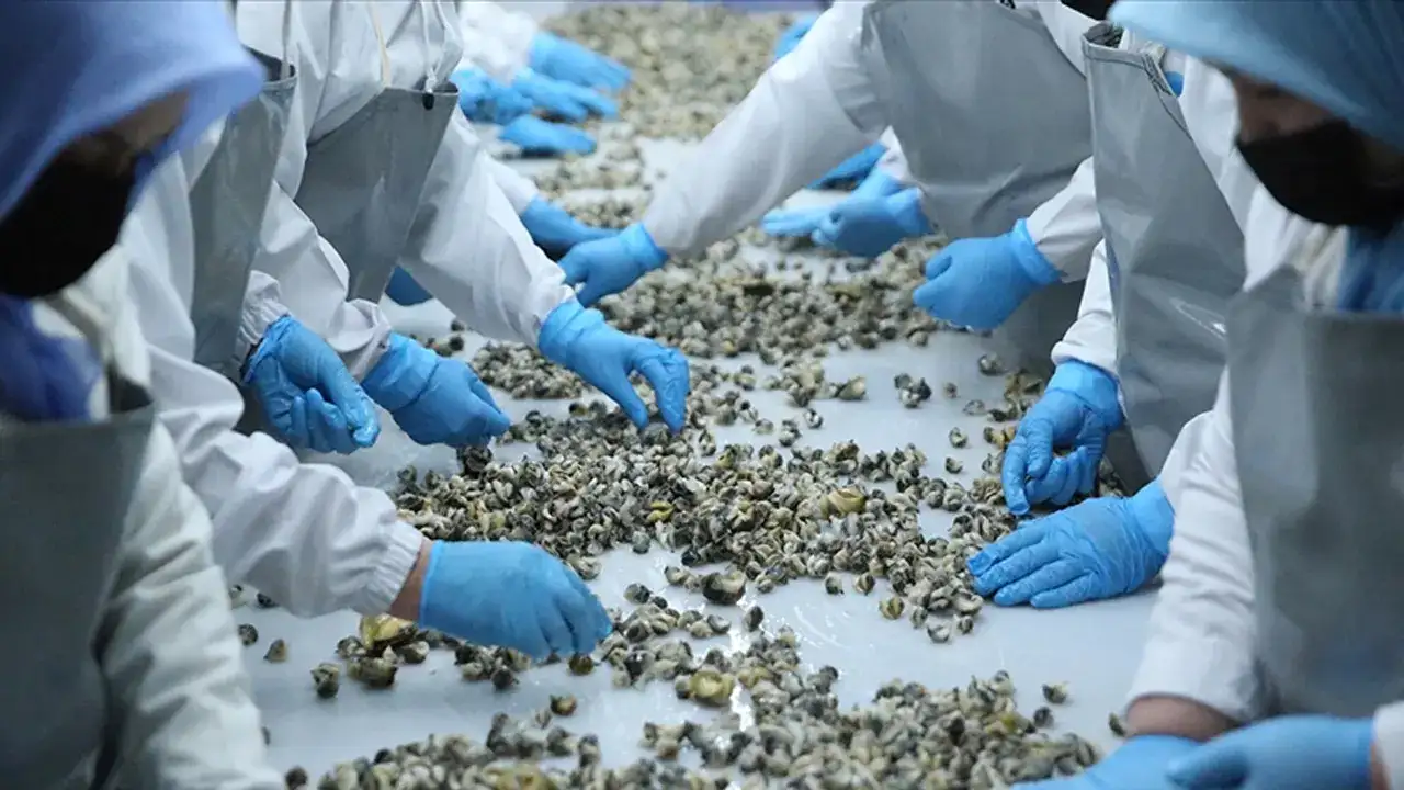 Trabzon deniz salyangozunda zirvede: Milyonluk dev gelir