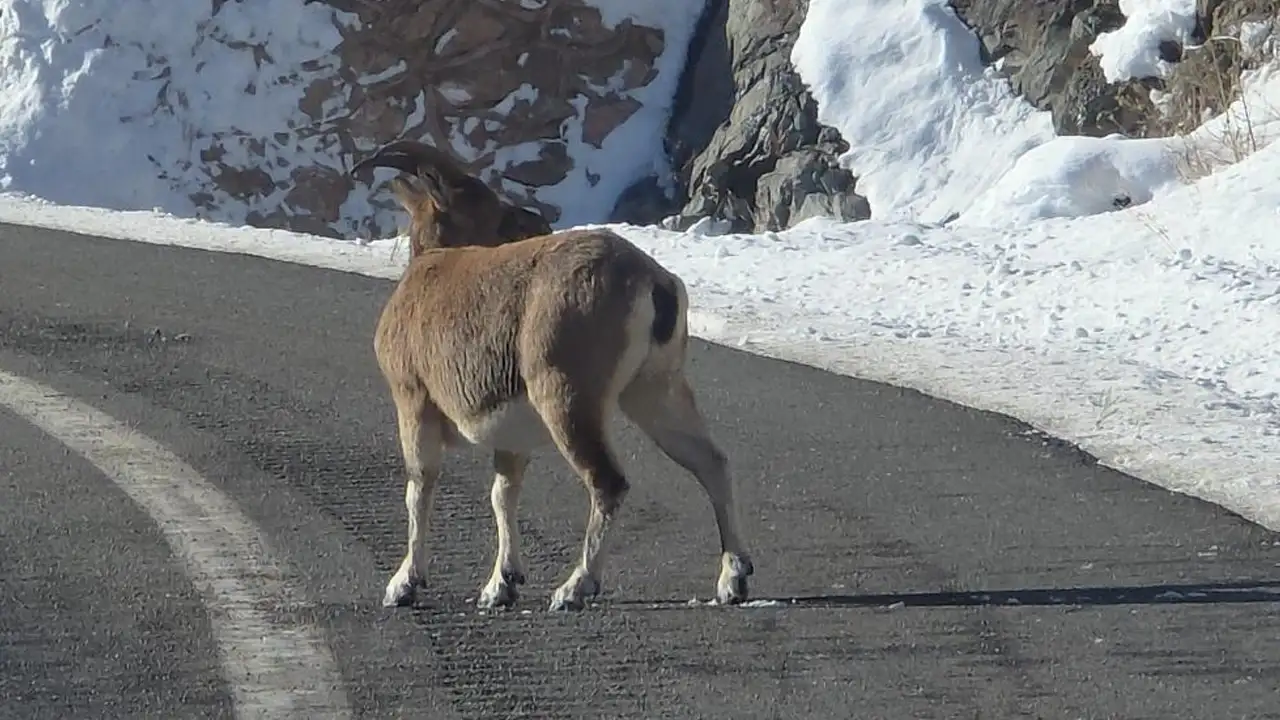 Bayburt’ta yaban hayatı sürprizi: Dağ keçileri cep telefonuyla kaydedildi