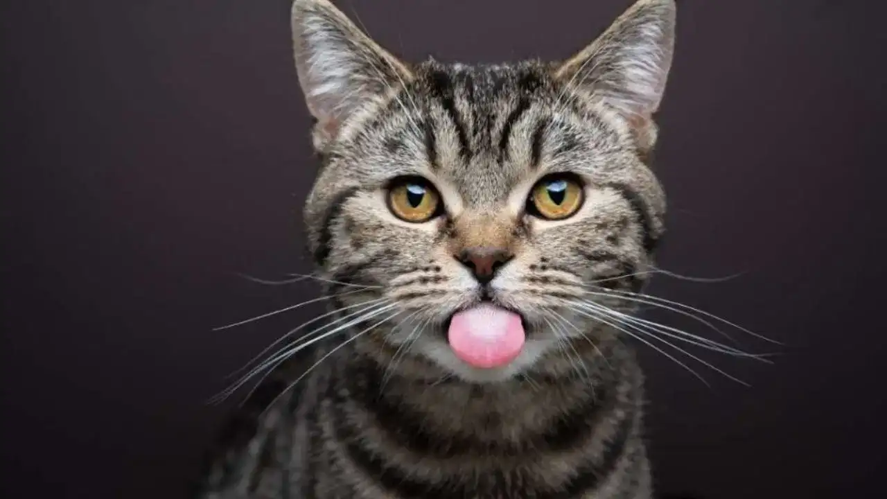 İstanbul’da “yok artık” dedirten dava: Serum alırken başına kedi düştü