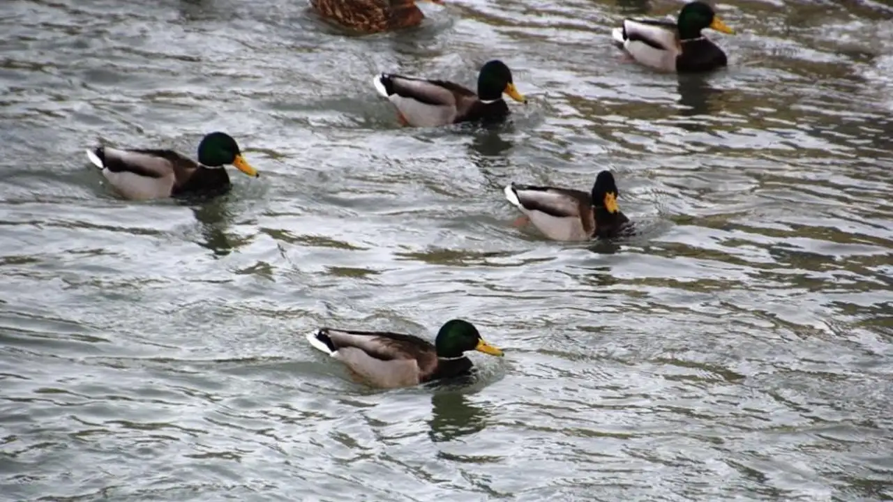 Sibirya’dan gelen yeşilbaşlı ördekler Bayburt’ta kışı geçiriyor