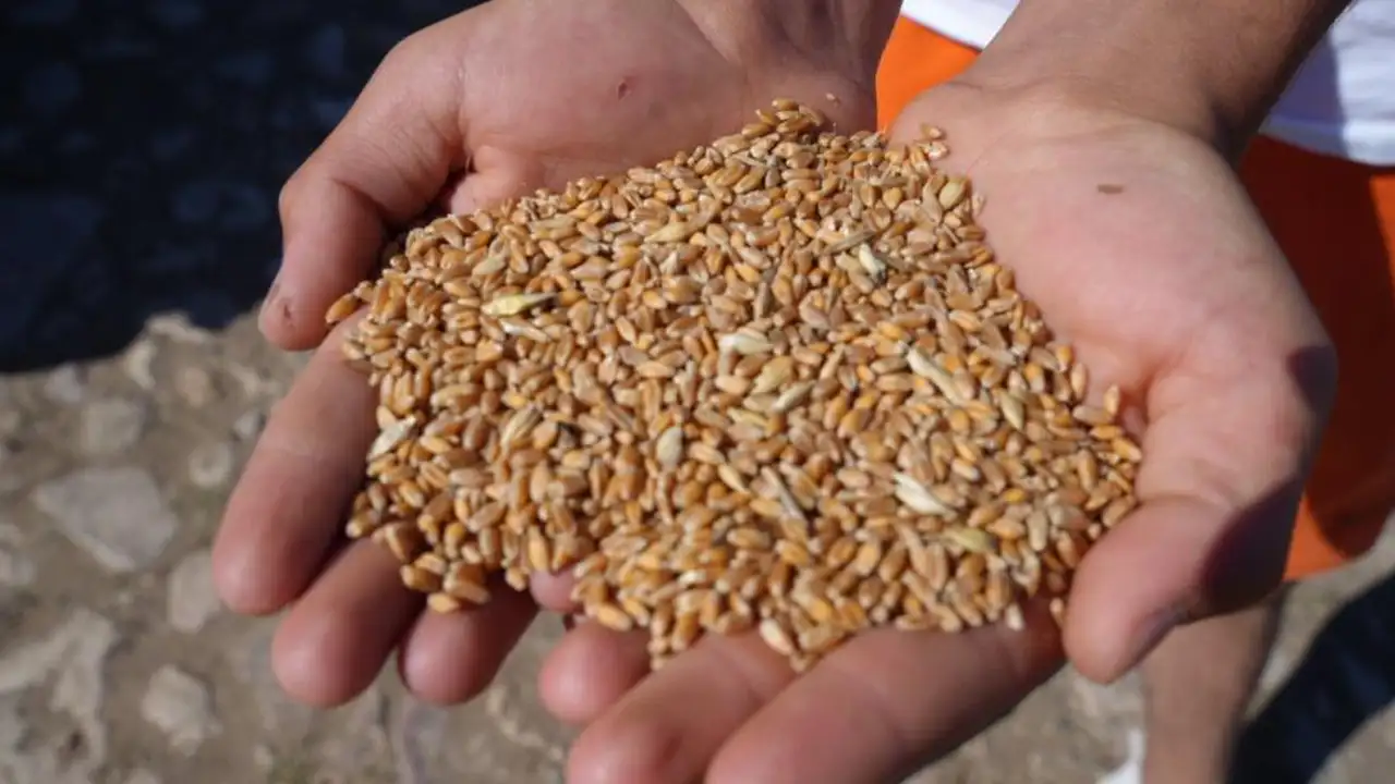 Bayburt Demirözü’nde tarımsal destekler noter huzurunda dağıtılacak