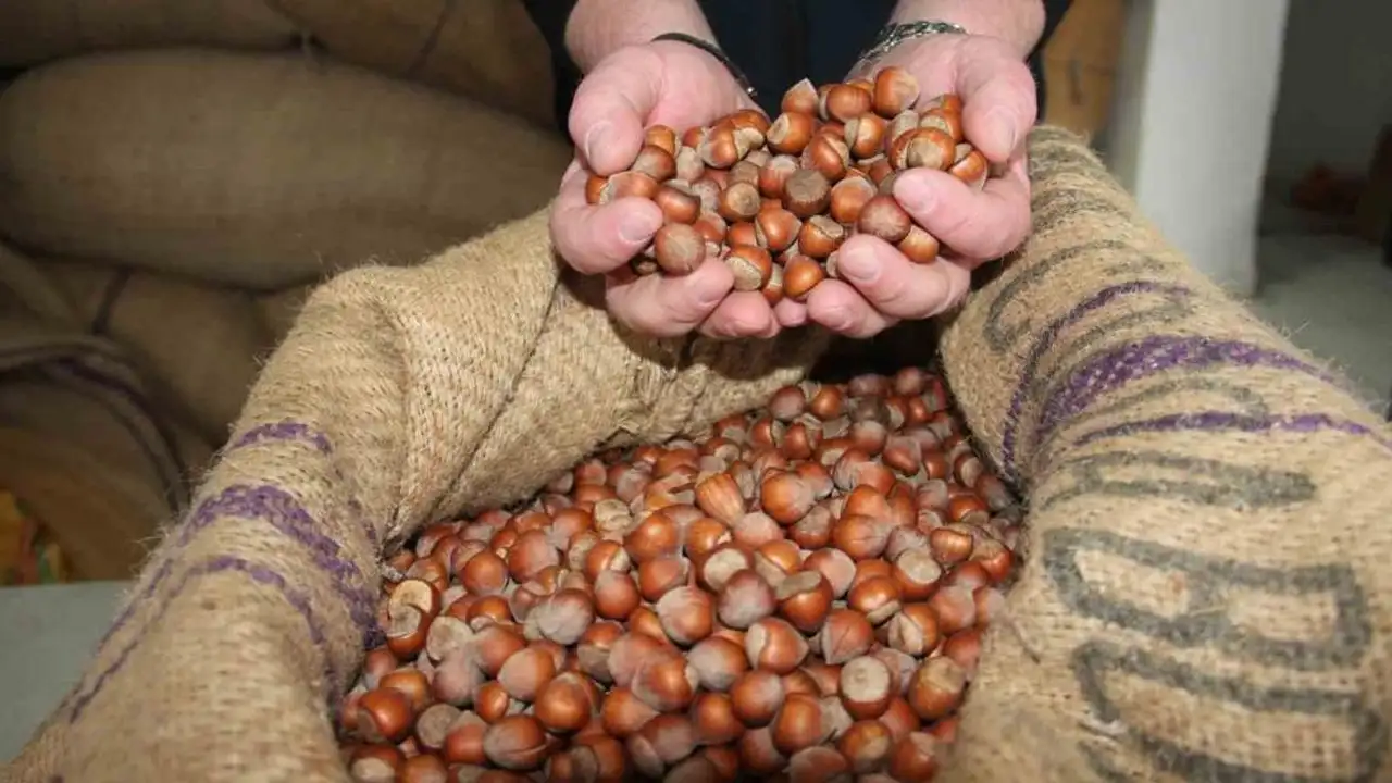 Fındık 350 liradan 275 liraya geriledi: Piyasada durağanlık dikkat çekiyor