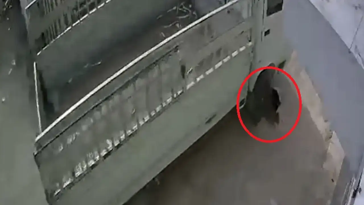 Kediyi ezip kaçan sürücüye barınakta çalışma cezası