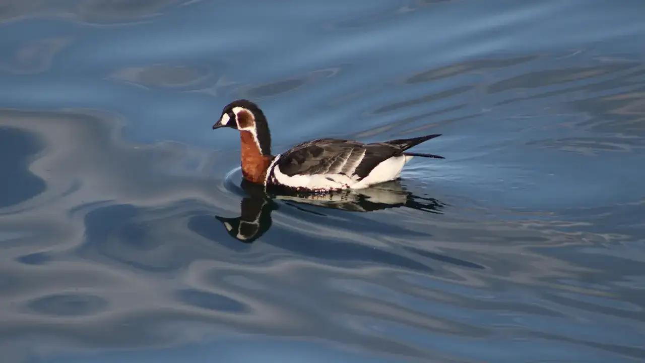 Nesli tehlike altındaki Sibirya Kazı Rize sahilinde görüntülendi