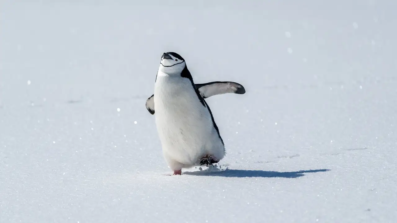 Nihilist penguen neden sürüden ayrıldı? “Nihilist Penguen” görüntülerinin hikâyesi