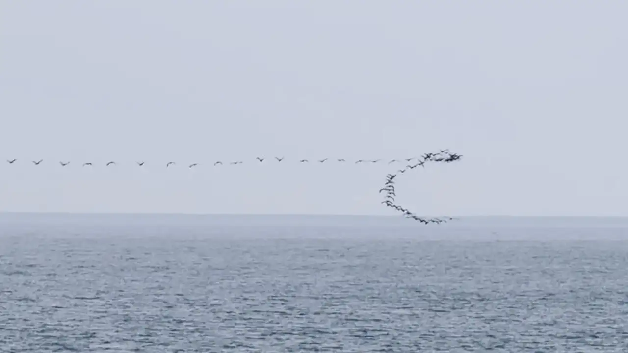 Hopa açıklarında göçmen kuşların senkronize uçuşu görüntülendi