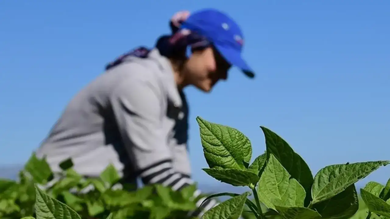 Trabzon kırsalında üretim geriliyor: Tarım ve hayvancılık azalıyor