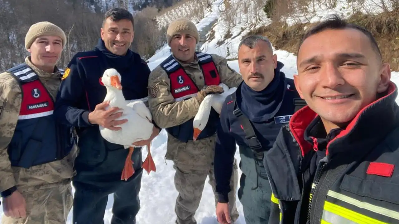 Ordu'da kayıp kazlar bakın nerede bulundu