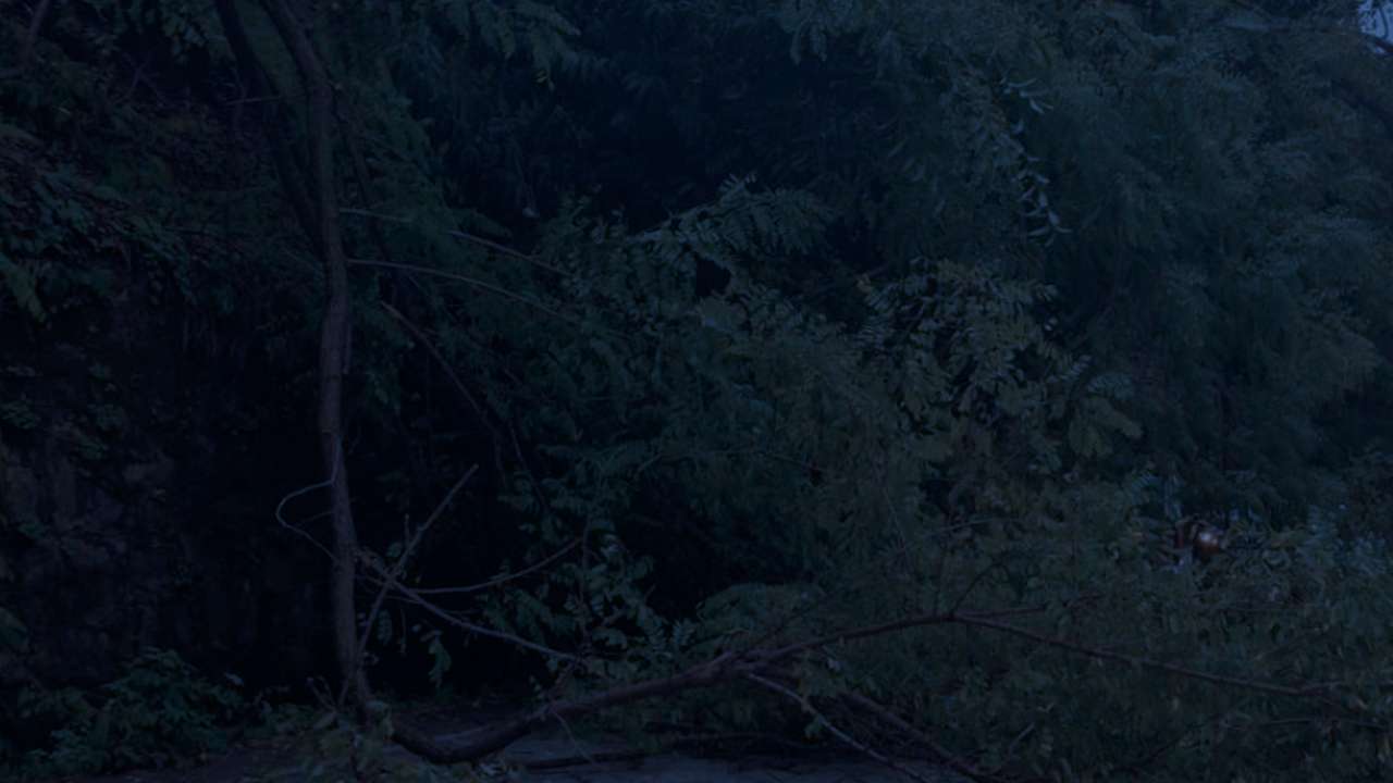 Trabzon’da şiddetli rüzgar etkili oldu: Devrilen ağaç yolu kapattı