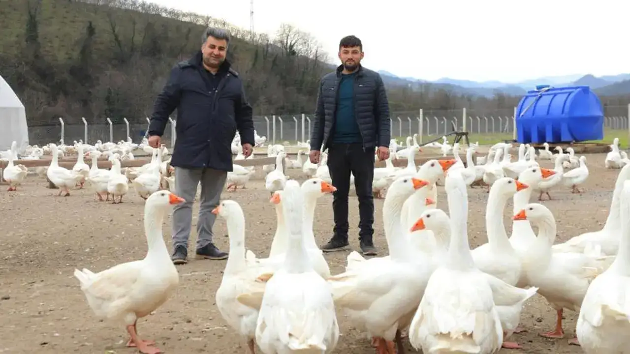 Ordu’da alım garantili kaz yetiştiriciliğine ilgi artıyor