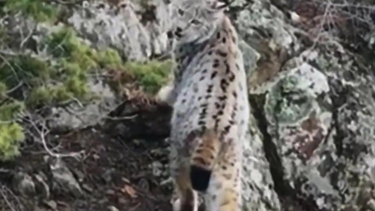 Artvin dağlarında nadir an: Gebe vaşak havadan görüntülendi