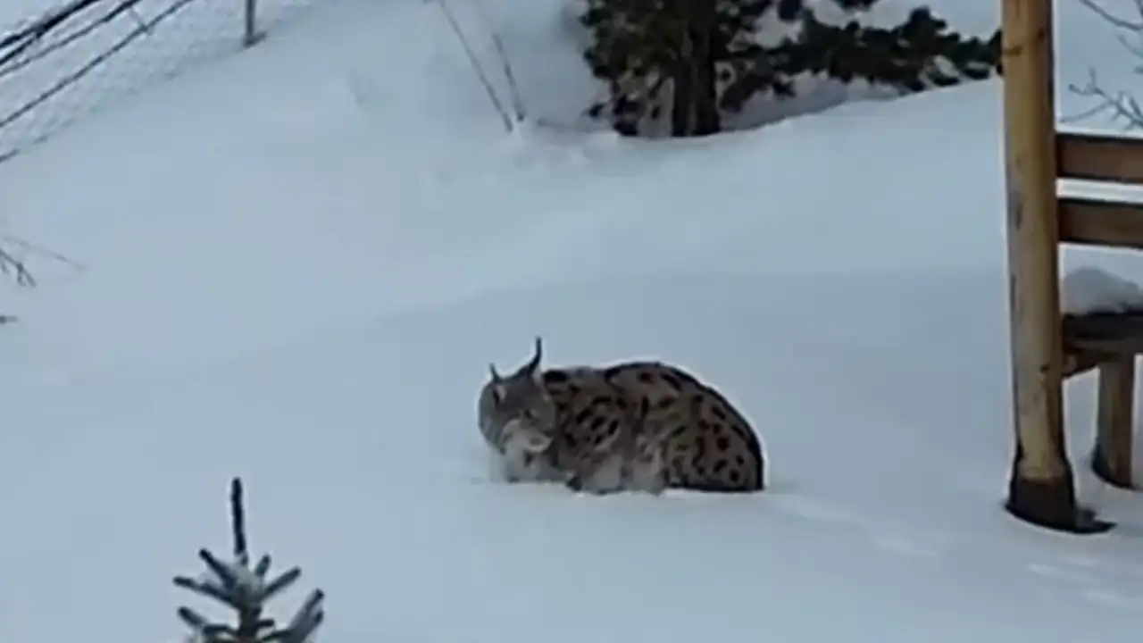 Gümüşhane’de vaşak bahçeye indi
