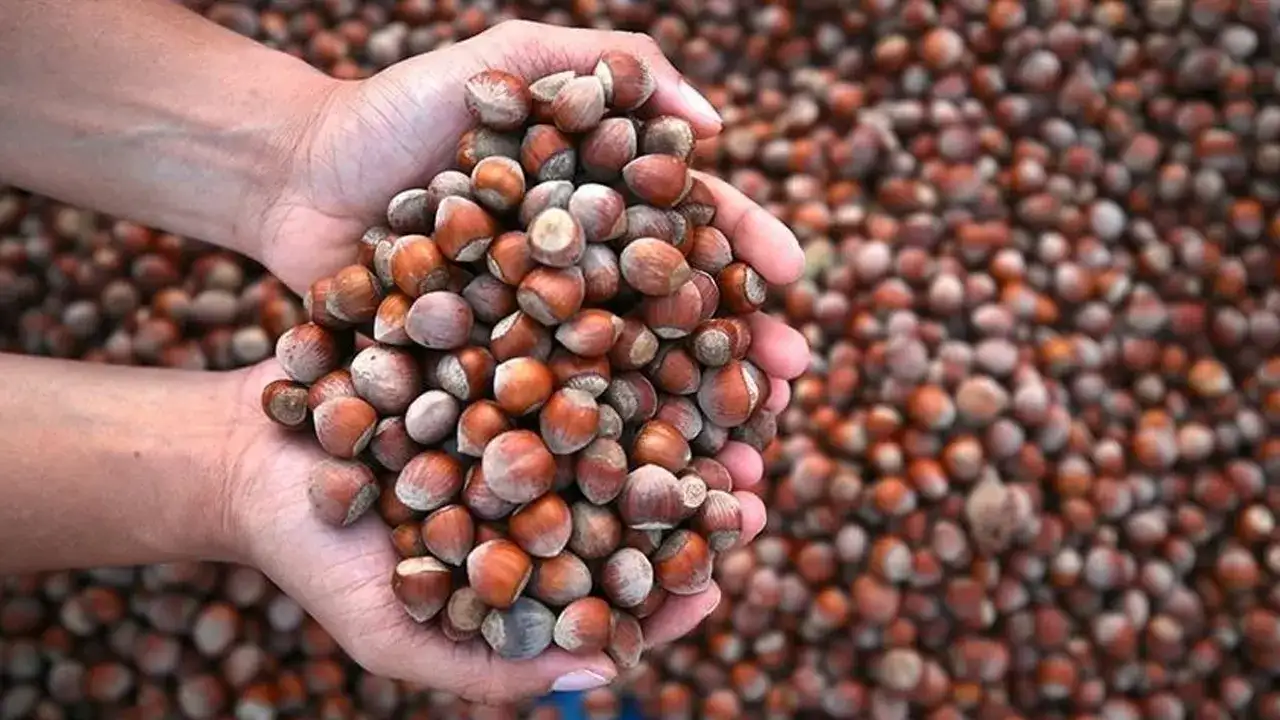 Giresun'da fındık ihracatında 5 ayda 973 milyon dolarlık gelir