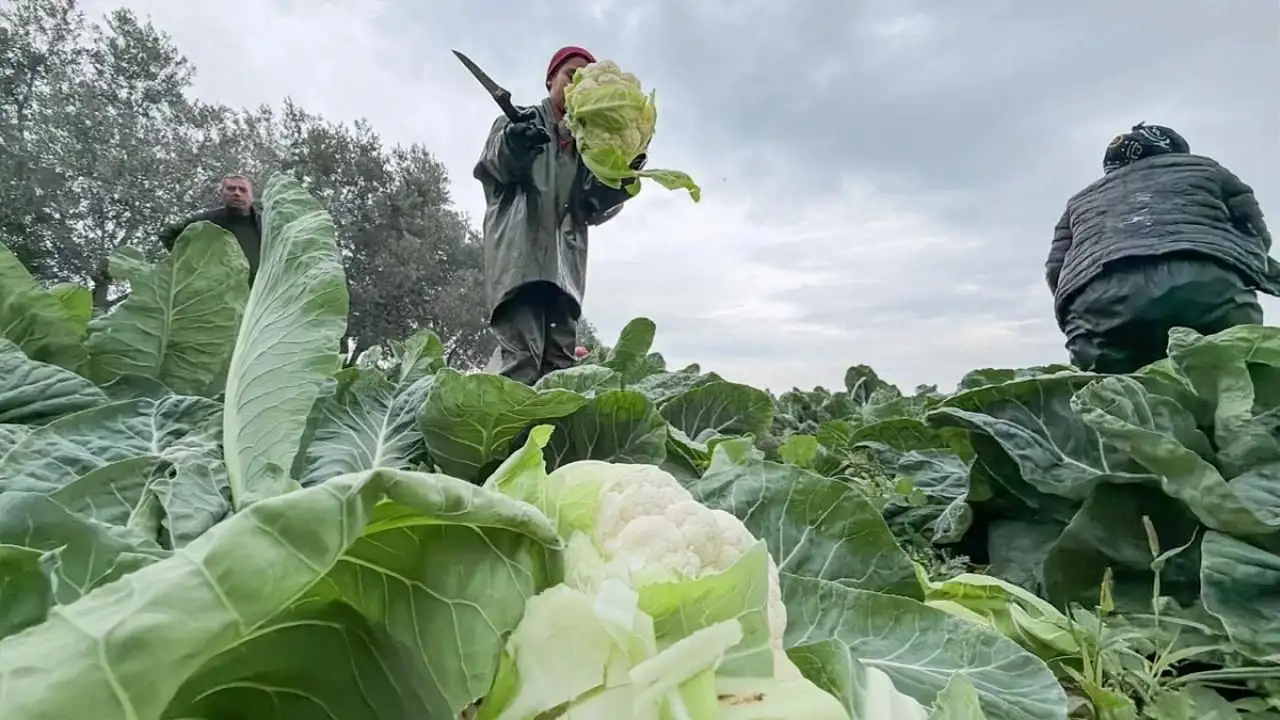 Bafra’da üreticileri şoke eden iddia: 25 milyon lira ile kayıplara karıştı