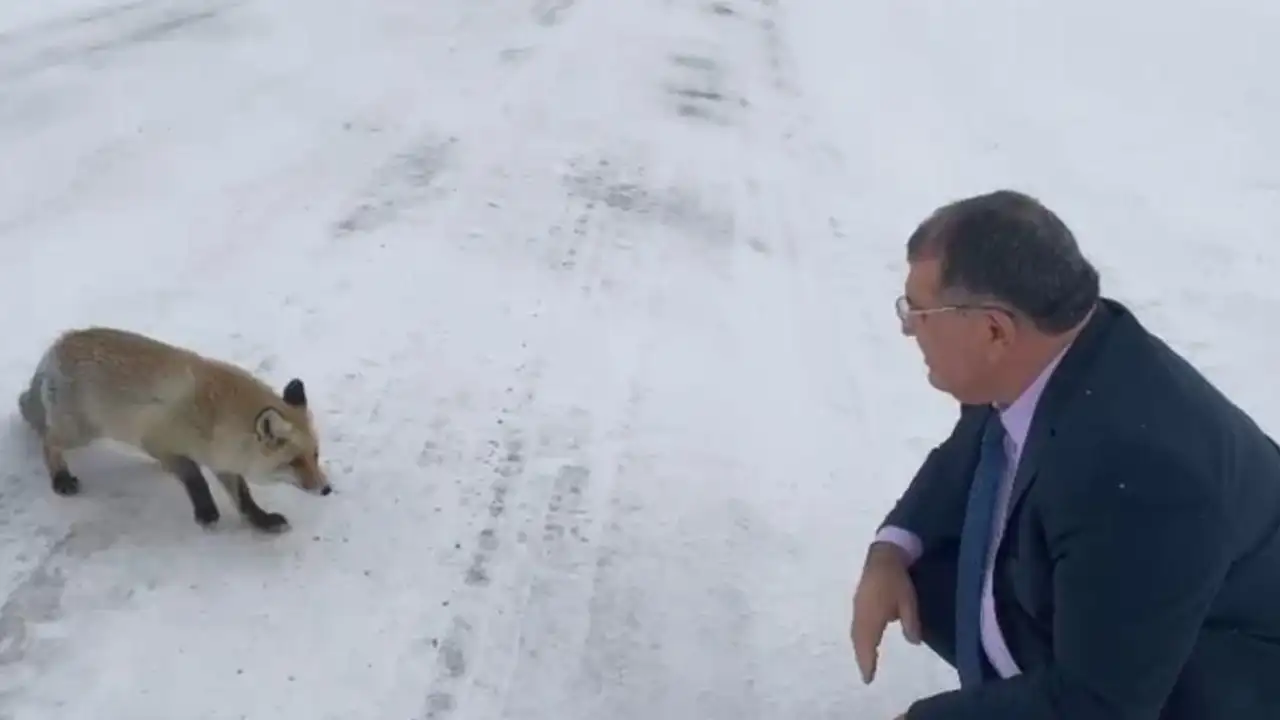 Şavşat’ta yürek ısıtan anlar: Başkan Aydın tilkiyi elleriyle besledi