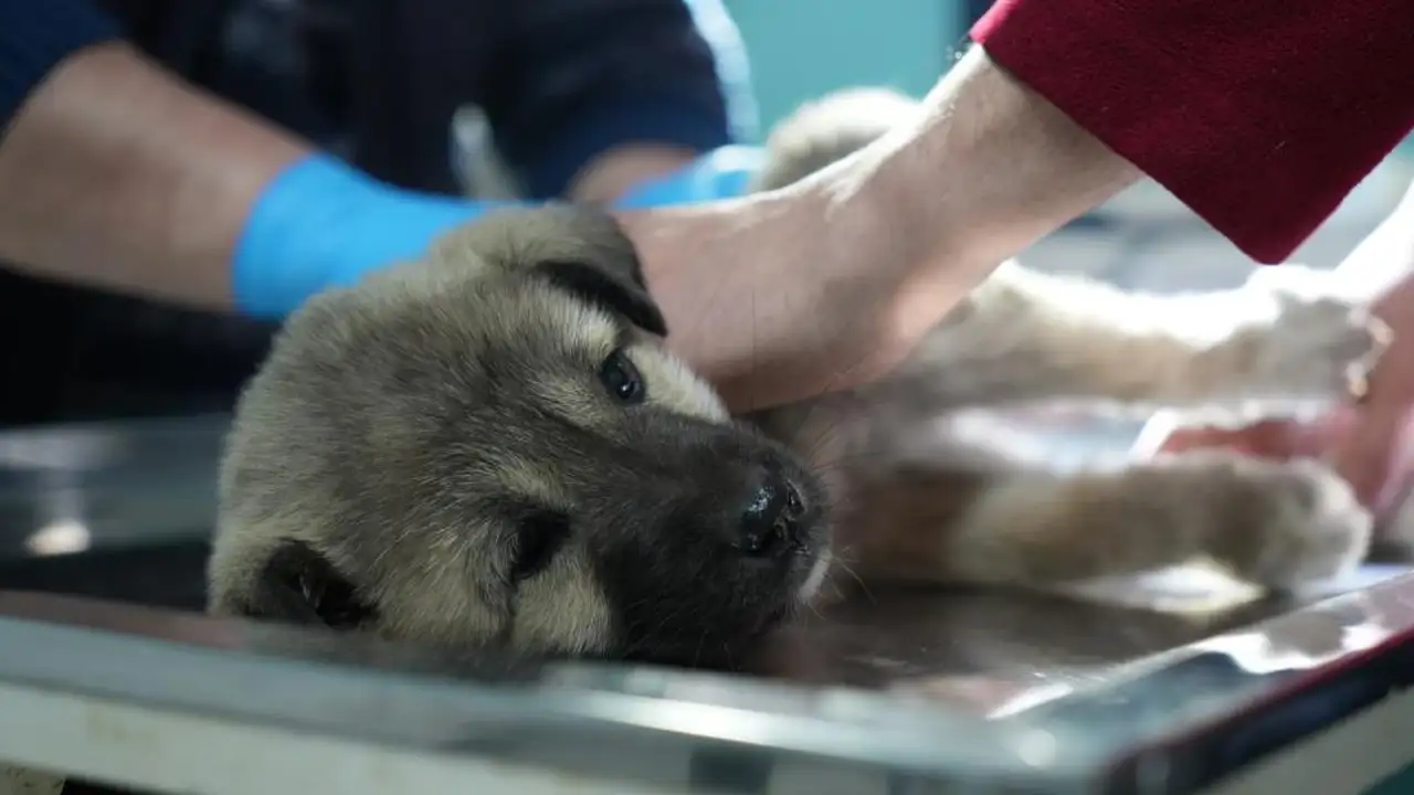 Kop Dağı’nda yaralı bulduğu yavru köpeği kurtardı: Şoförün duyarlılığı yürek ısıttı
