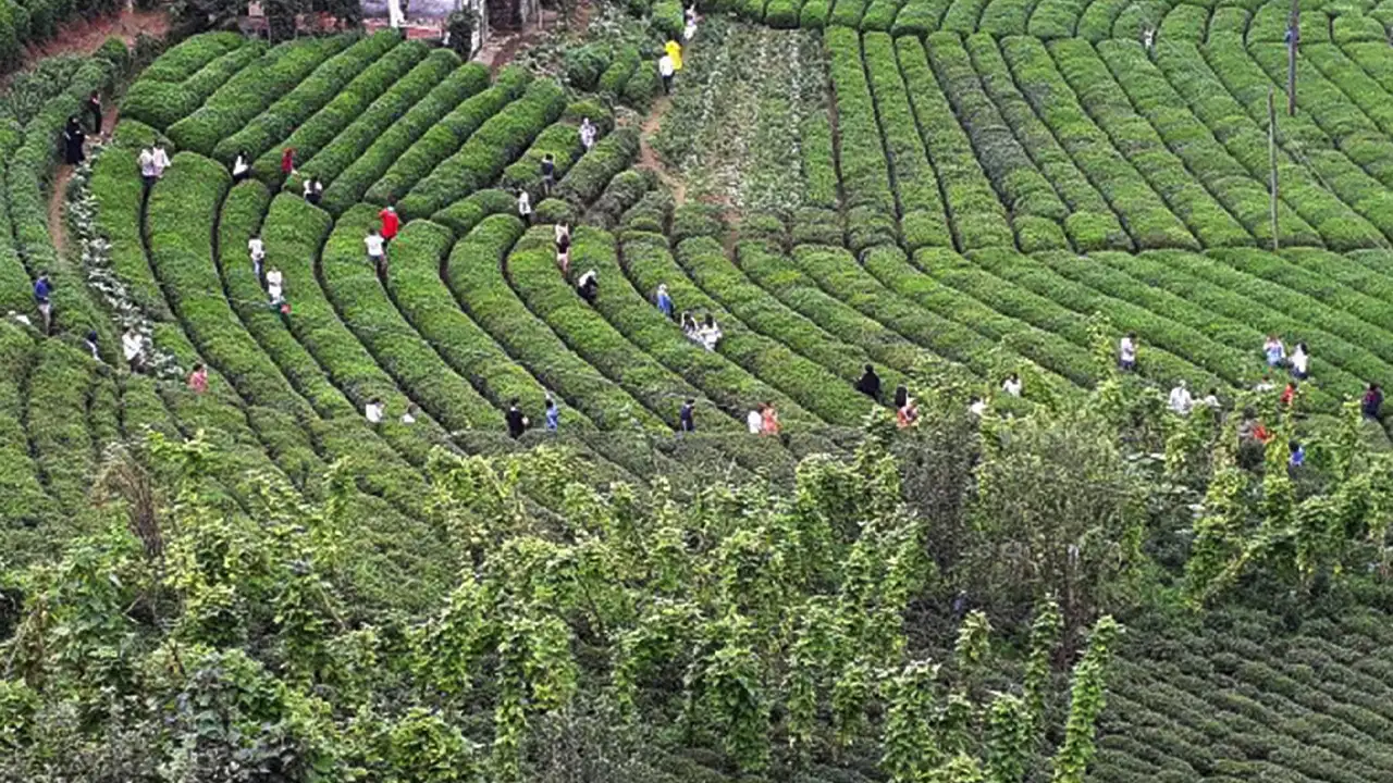 ÇAYKUR’da 823 bin tonluk alım: Stoklar mayısta kritik seviyeye inecek
