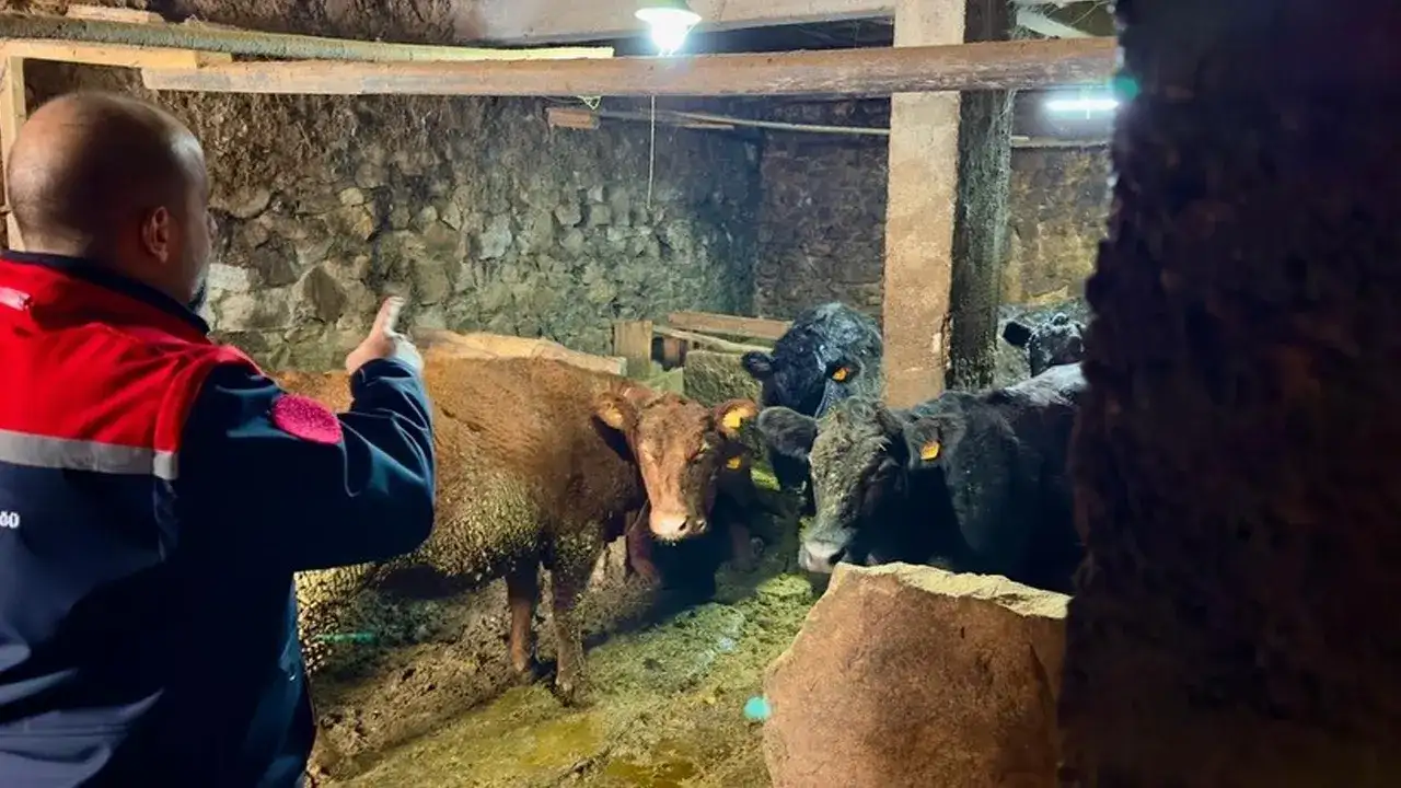 Aydıntepe’de hayvancılığa destek projesi sürüyor