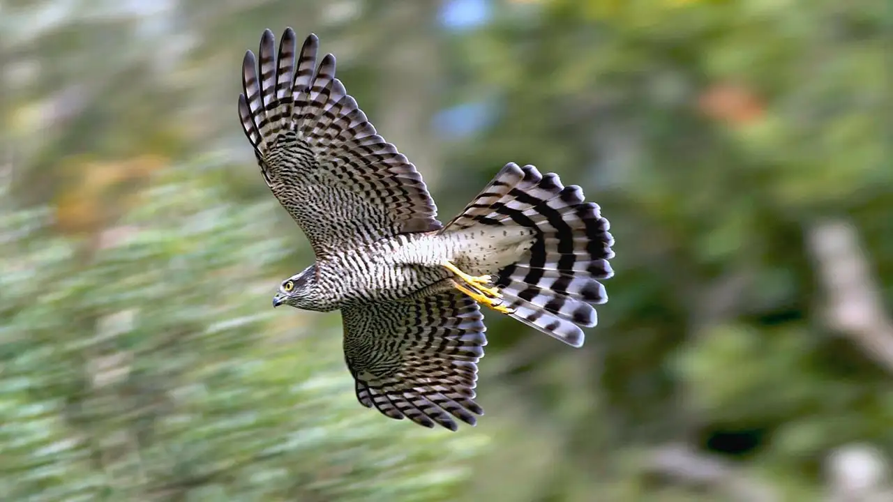 Danıştay kararı Trabzon’un kadim geleneğini vurdu: Fiilen durma noktasında