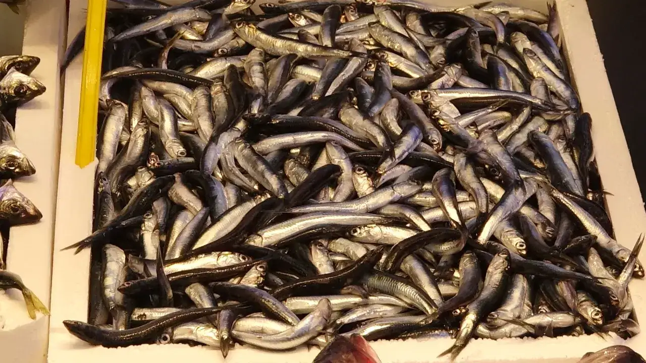 Trabzon’da balık tezgâhları dolu: İşte güncel fiyatlar