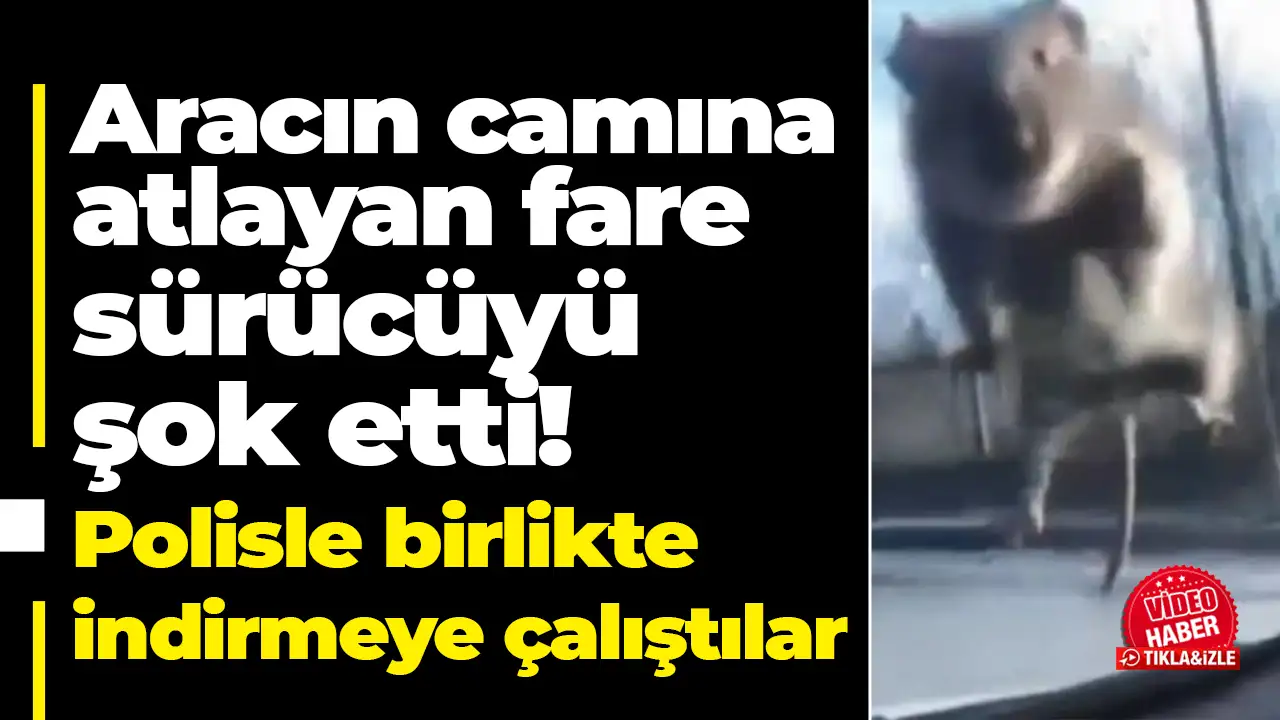 İstanbul'da ilginç anlar: Fare aracın camına atladı, polis çevirmesiyle indi