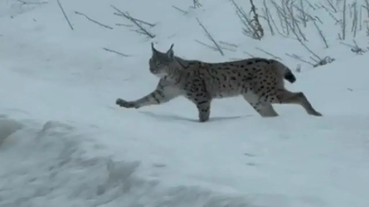 Bayburt’ta nesli tehlike altındaki vaşak kamerada