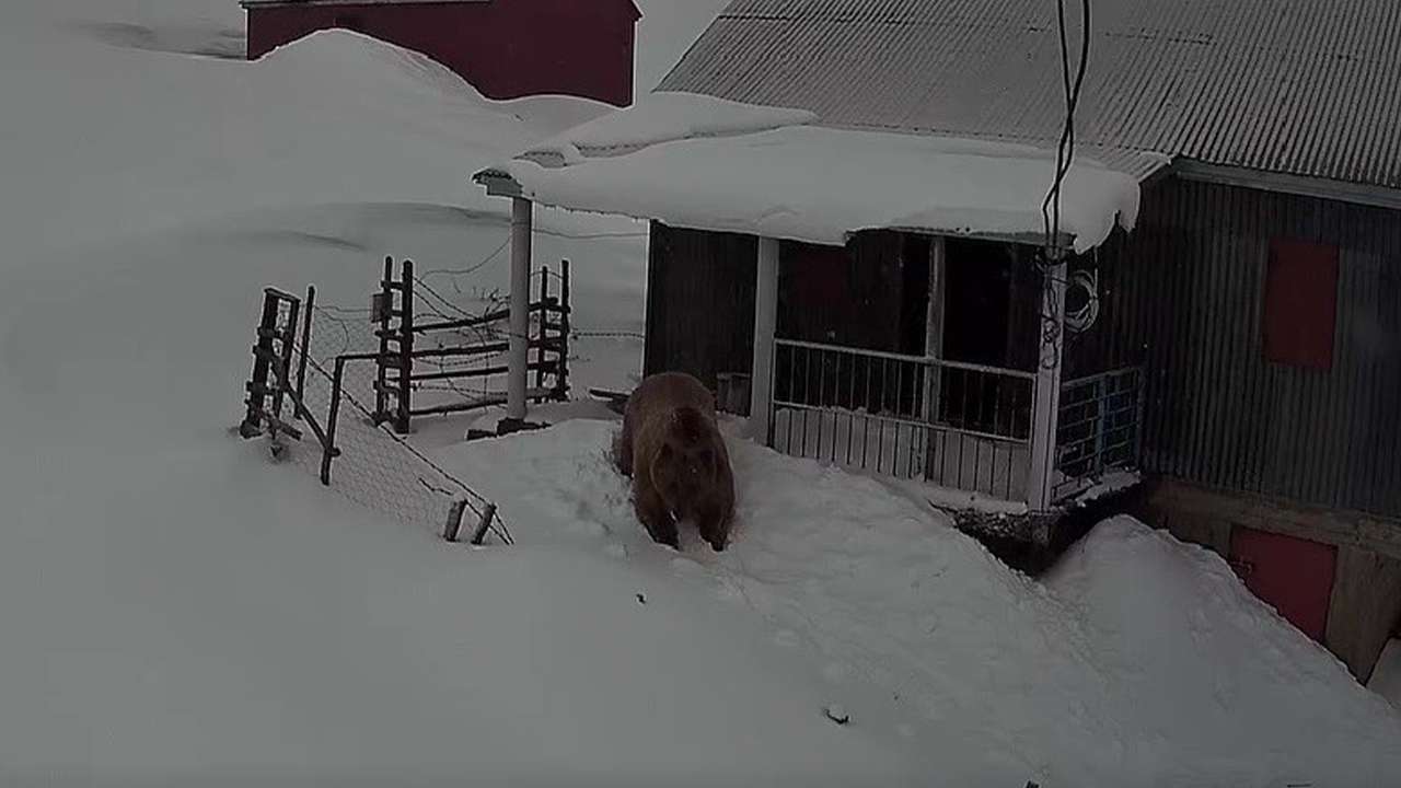 Koca koca ayılar Trabzon'da yayla evlerini mesken tuttu