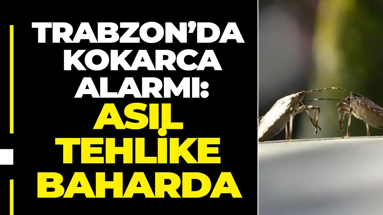 Trabzon’da kokarca alarmı: Asıl tehlike baharda