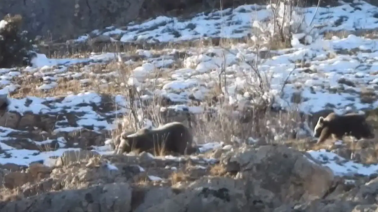 Gümüşhane’de kar üstünde anne ayı ve yavrusu kamerada