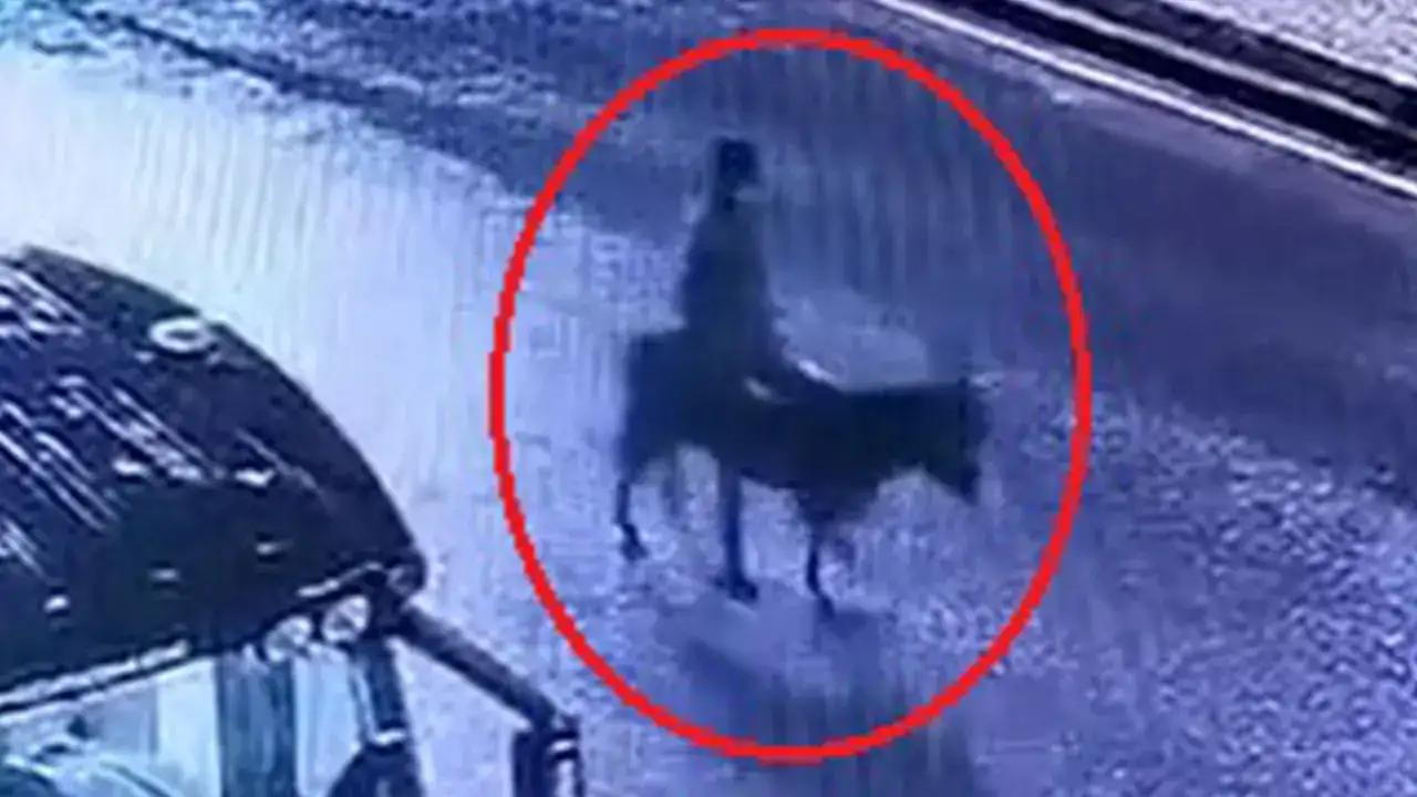 Kayseri’de akılalmaz soygun: Forkliftle girdi, eşekle kaçtı