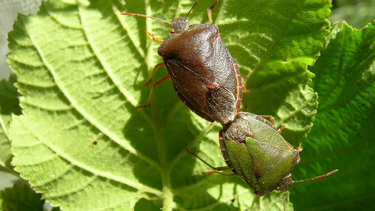 Karadeniz’de fındık için tehlike çanları: Kahverengi kokarca uyarısı geldi