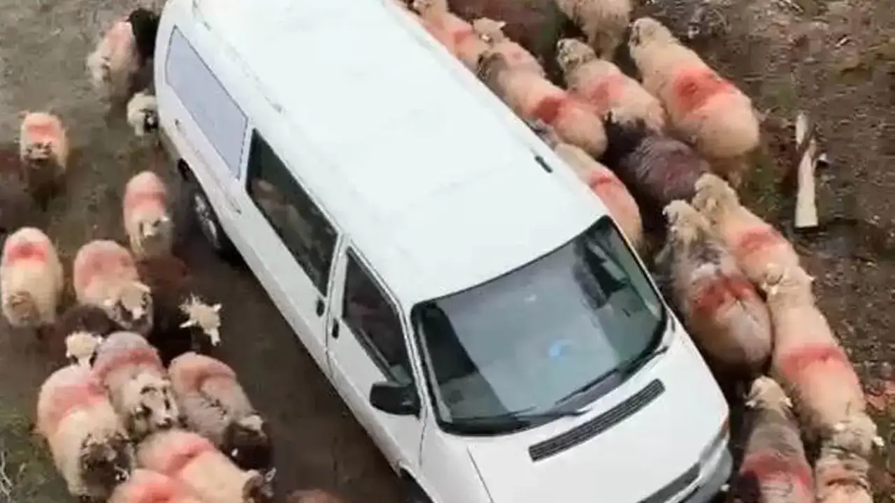 Trabzon'da ilginç görüntüler: Dakikalarca döndüler