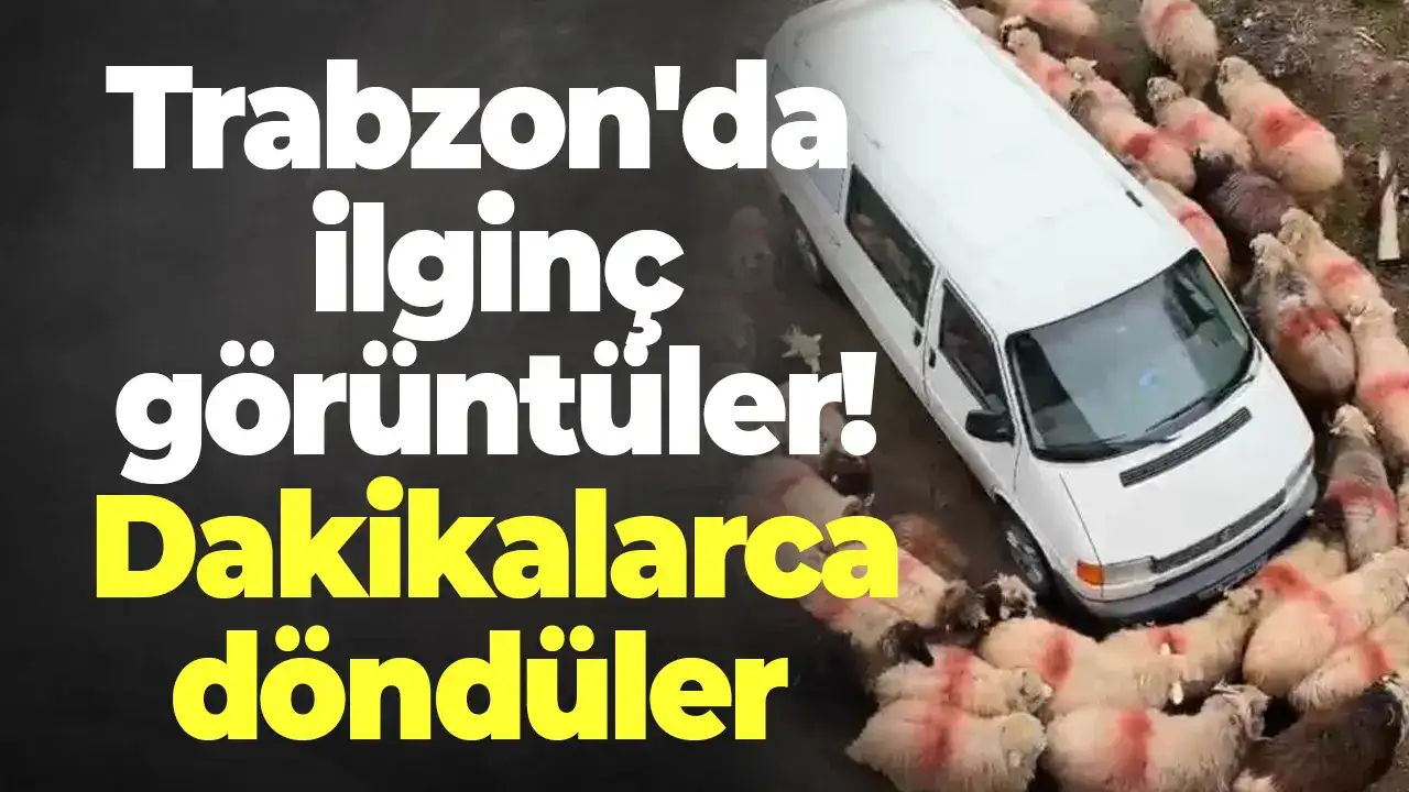 Trabzon'da ilginç görüntüler: Dakikalarca döndüler