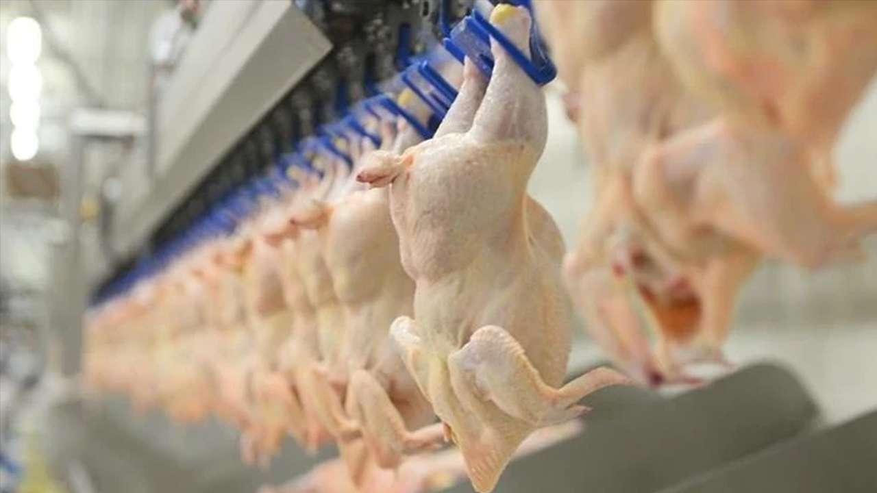 Trabzon’da halk sağlığı operasyonu: Yüzlerce kilo bozuk tavuk ele geçirildi