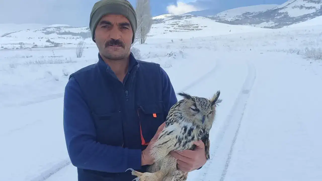 Kop Dağı’nda bulunan Puhu Kuduz çıkınca telef oldu