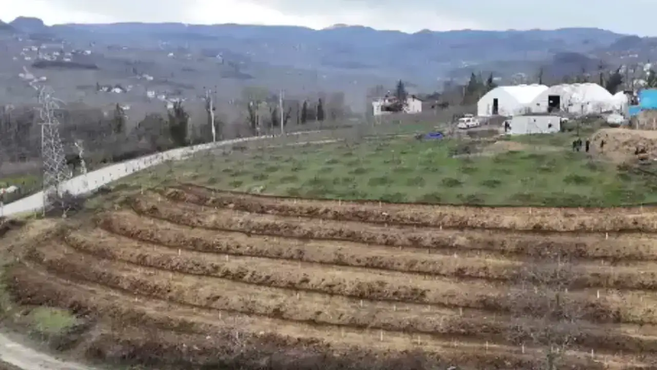Ordu’da fındıkta yeni model: Verim 350 kiloya çıkacak