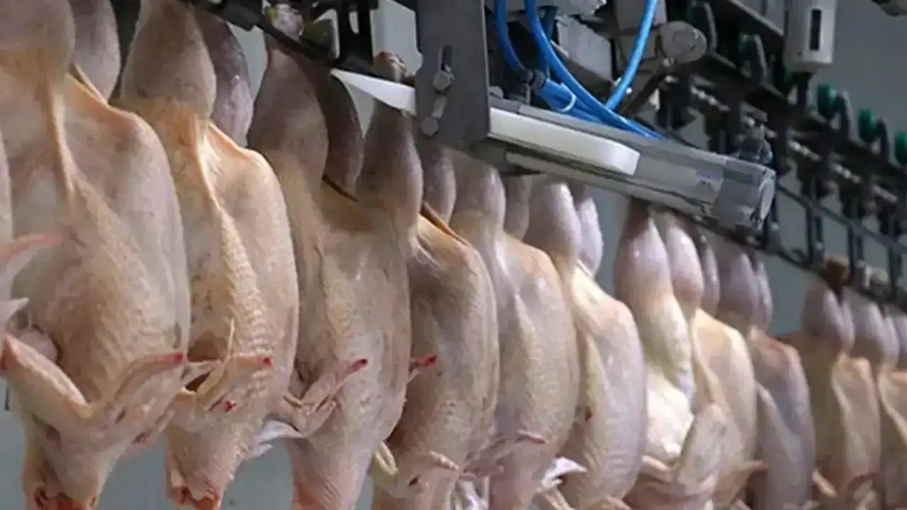 Günlerdir konuşulan tavukçudan yanıt geldi