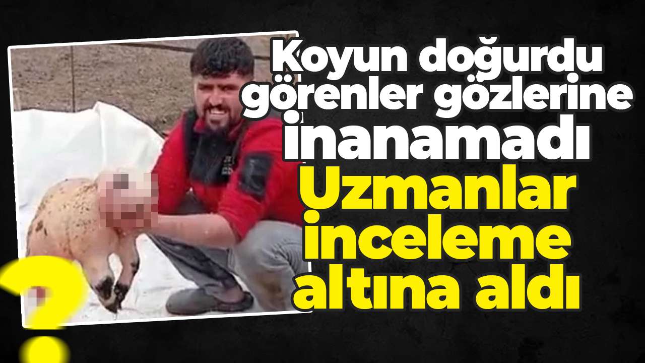 Koyun doğurdu görenler gözlerine inanamadı: Uzmanlar inceleme altına aldı
