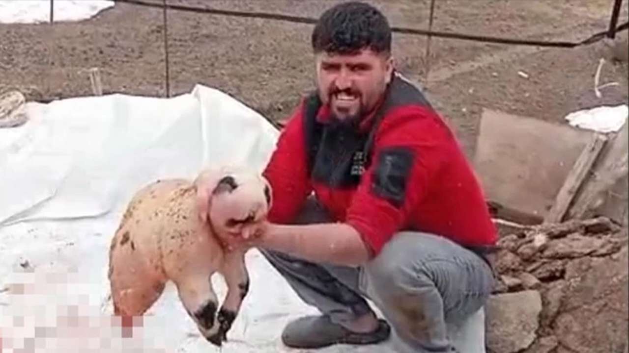 Koyun doğurdu görenler gözlerine inanamadı: Uzmanlar inceleme altına aldı