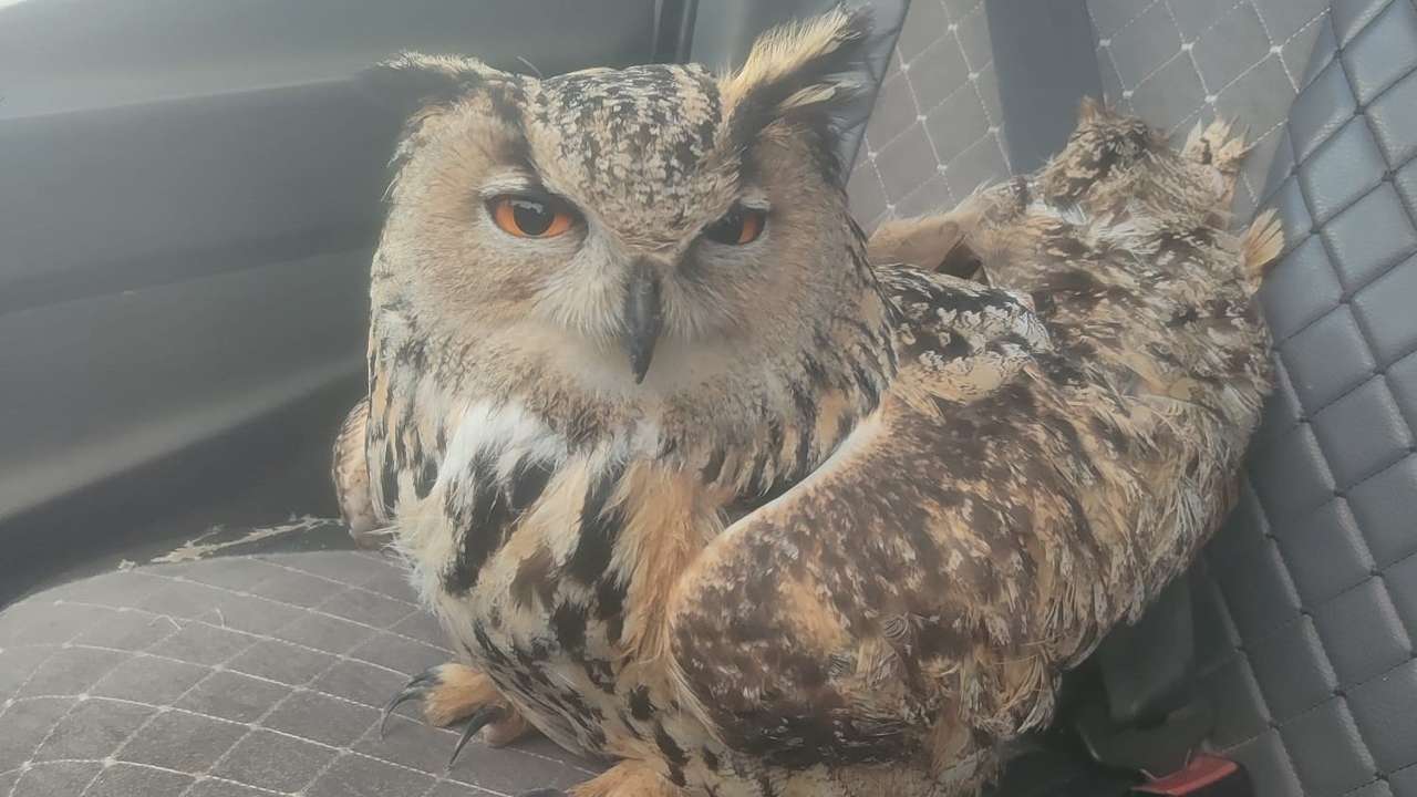 Bayburt’ta puhu cinsi baykuşta mantar enfeksiyonu tespit edildi