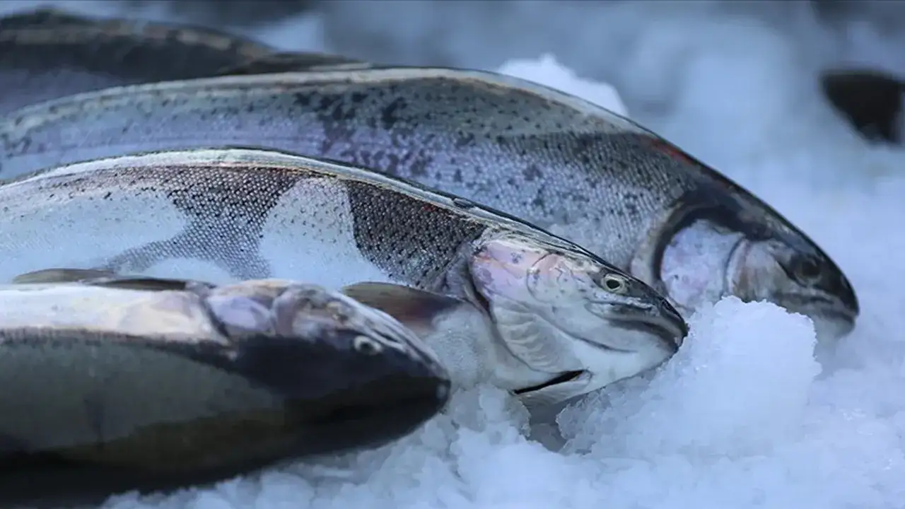 Türk Somonunda rekor Ocak: ihracat 32 Milyon doları aştı