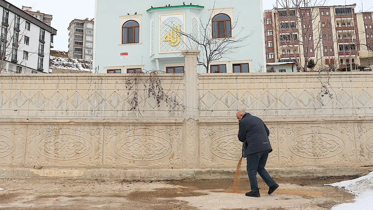 Bayburt’ta 10 ton hububatı kuşlar için doğaya bırakıyor