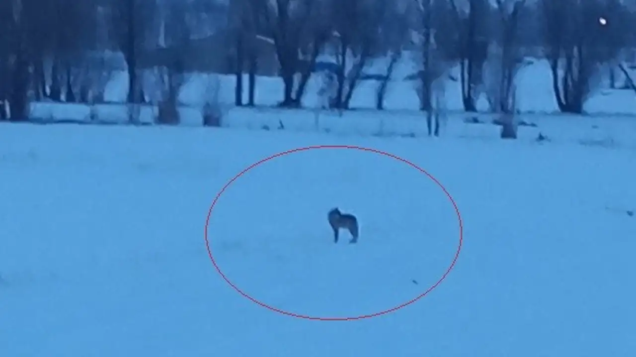 Bayburt’ta 3 kurt yerleşim alanına indi: O anlar kamerada