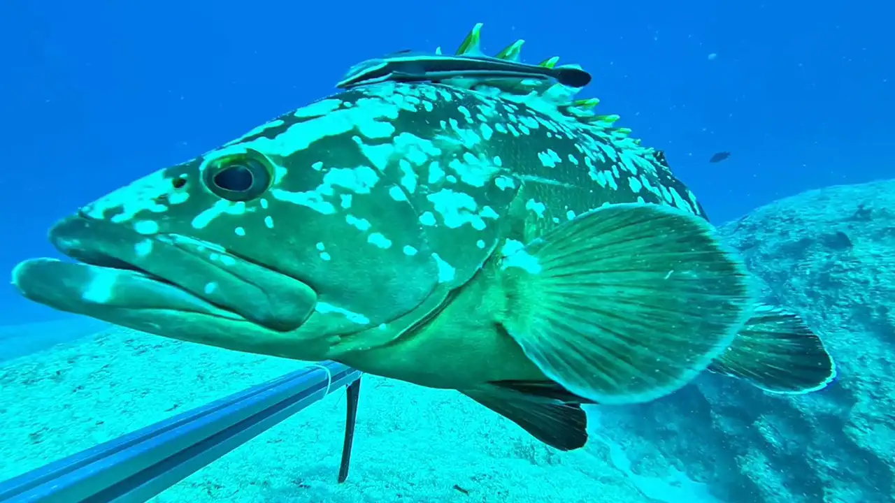 Karadeniz'de sessiz katil, su altında kilometrelerce uzanıyor: Çözüm KTÜ'den geldi