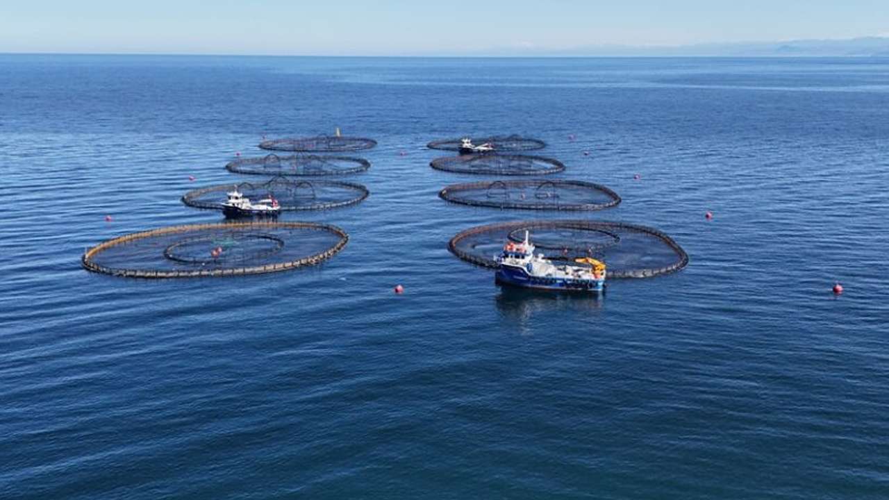 Ordu'da 6 bin tonluk üretim üretim!