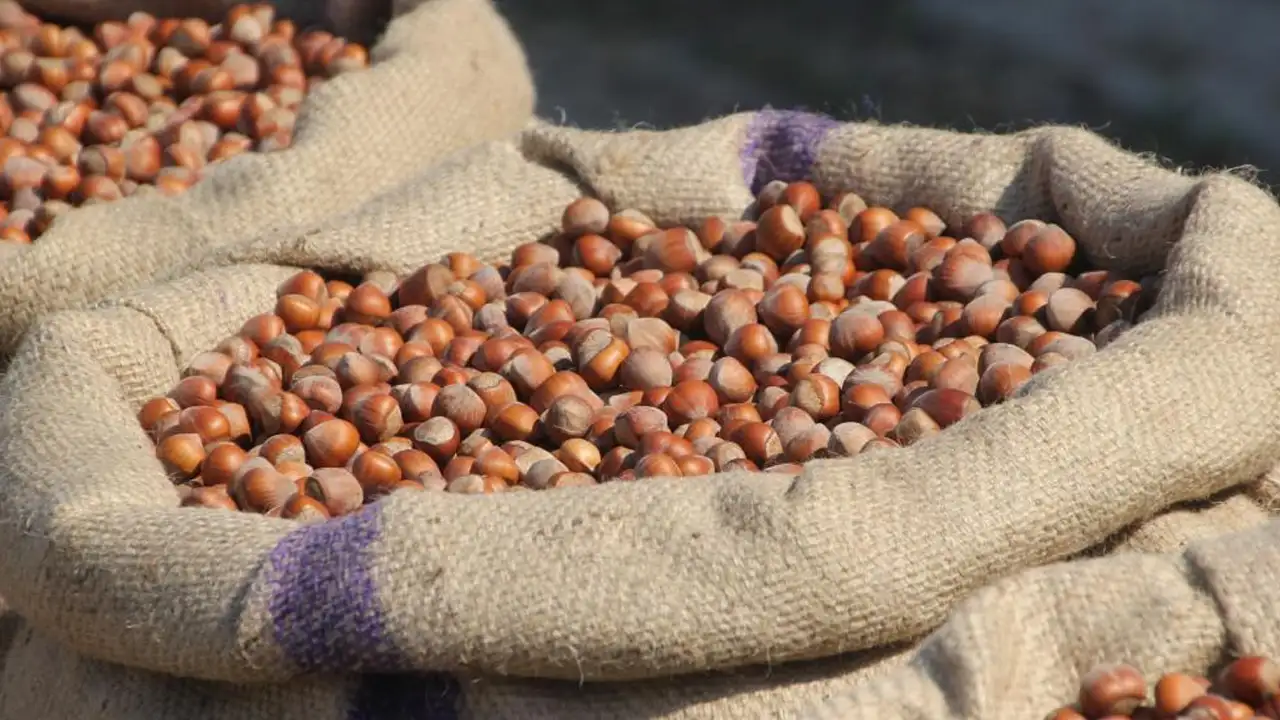 Ordu’da fındık fiyatı tartışması: “Piyasa baskılanıyor”