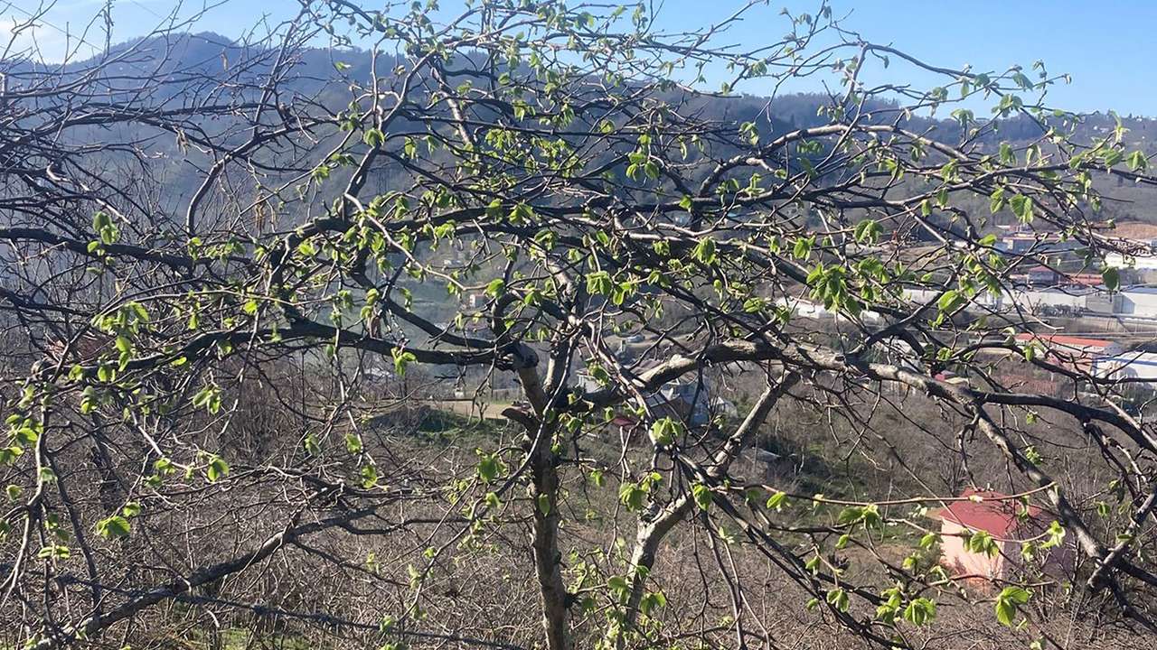 Giresun’da fındık üreticilerine sigorta çağrısı